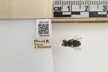 Media type: image;   Entomology 790149 Aspect: Labels